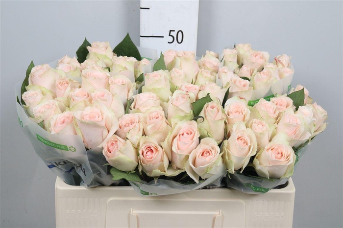 <h4>R Gr High & Bridal</h4>