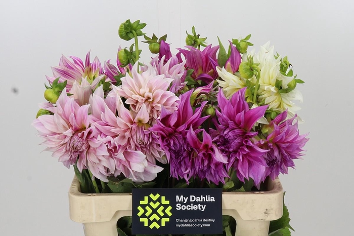 <h4>Dahlia Gemengd in fust</h4>