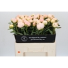 Paeonia In Full Sail