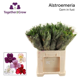 Alstroemeria mix in bucket