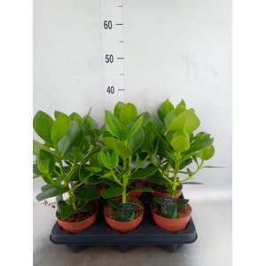 Clusia rosea 'Princess'
