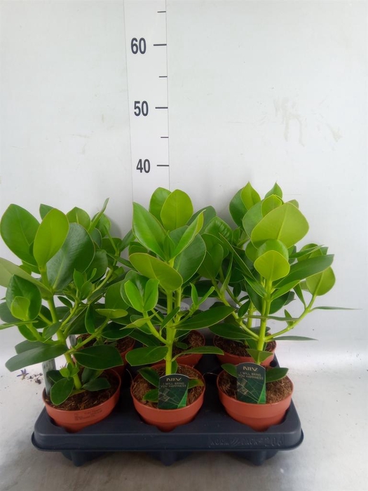 <h4>Clusia rosea 'Princess'</h4>