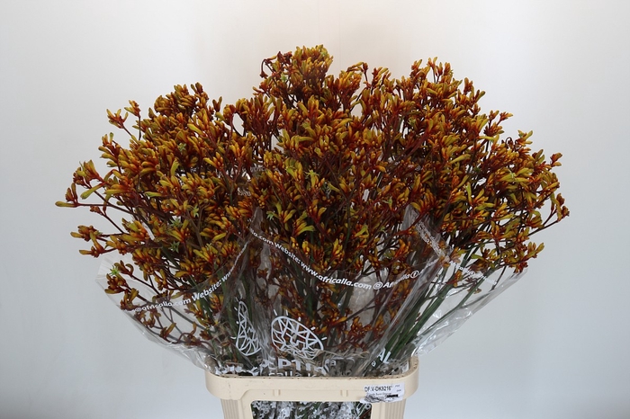 <h4>Anigozanthos Gold Fever</h4>