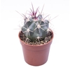 FEROCACTUS RECTISPINUS p6