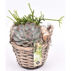 Arrangementen succulenten 6%