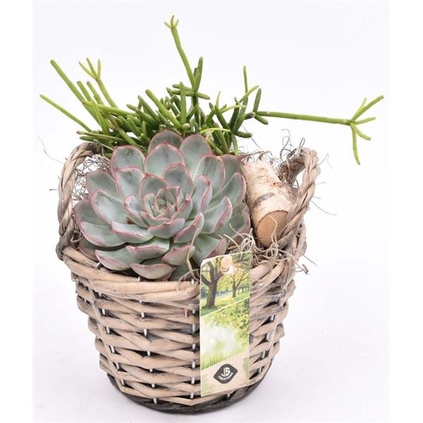 <h4>Wilg mand grijs met oor 14cm</h4>