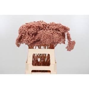 Ammi Zaad Kl Bh Koper