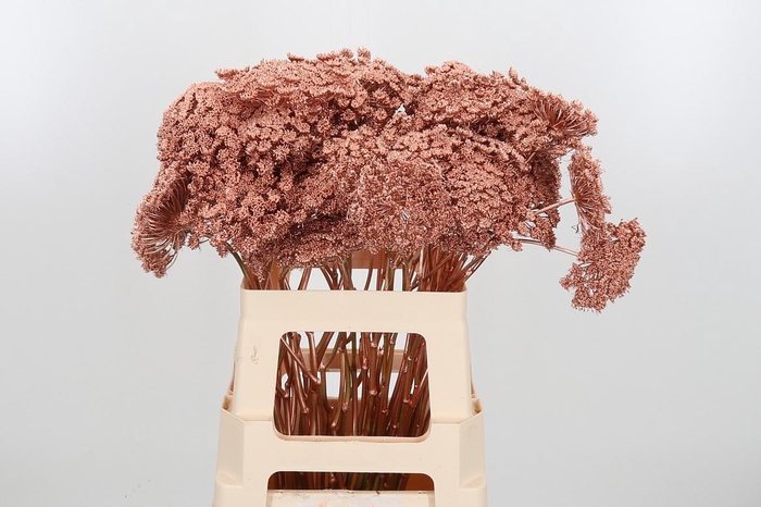 <h4>Ammi Zaad Kl Bh Koper</h4>