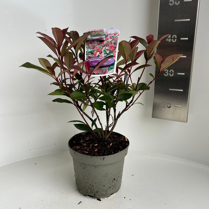 <h4>Photinia fraseri 'Carré Rouge'</h4>