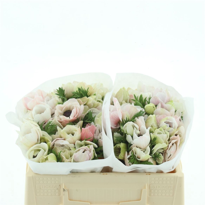 <h4>Anem Mistral White Extra</h4>