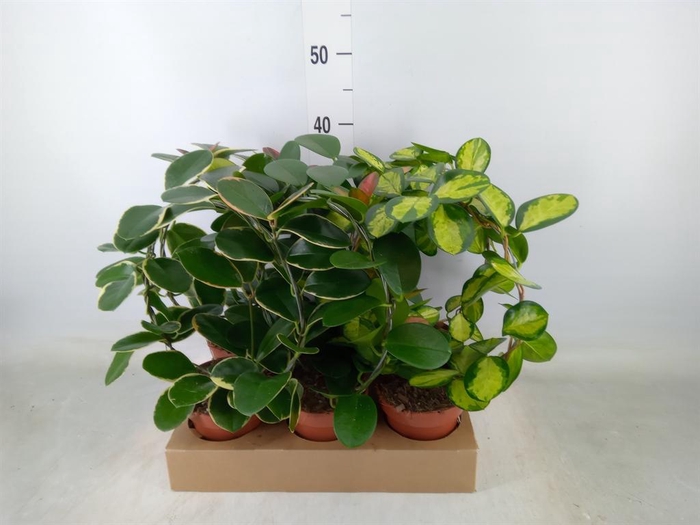 <h4>Hoya   ...mix</h4>