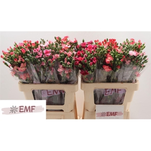 Di Te Solom Gem Fust