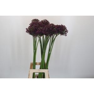 Allium Cherry