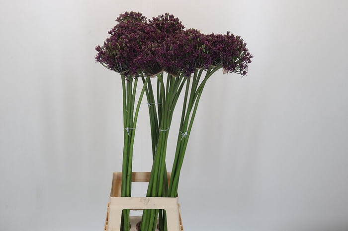 Allium Cherry