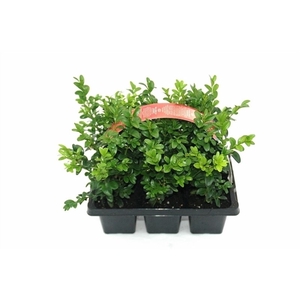 Buxus semp. Bush 6pack