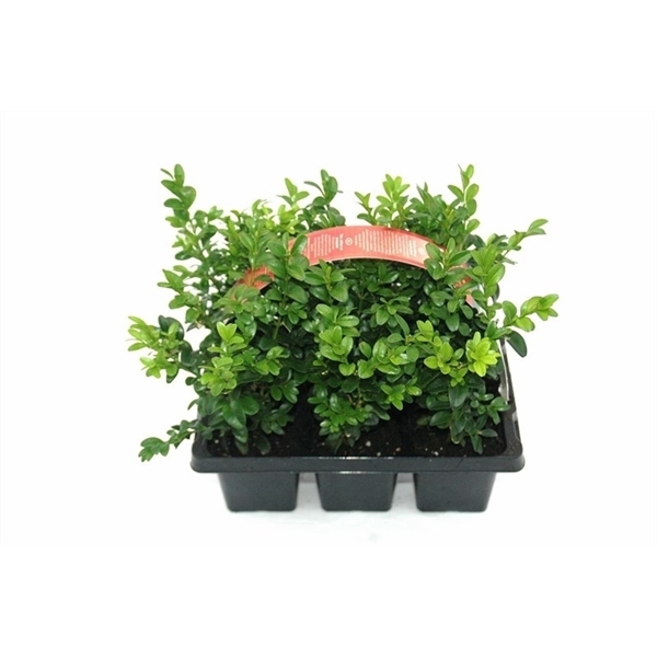 <h4>Buxus semp. Bush 6pack</h4>
