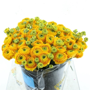 Ran Su Sr Omega Yellow Super