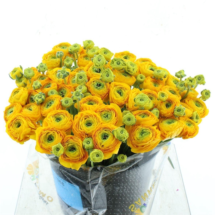 <h4>Ran Su Sr Omega Yellow Super</h4>