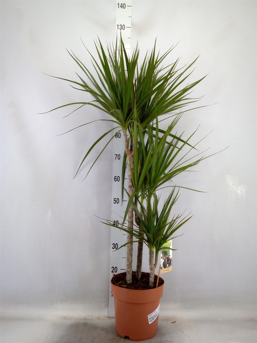 <h4>Dracaena marg.</h4>