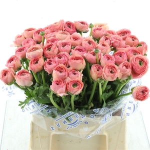 Ran Su Sr Aragosta Extra