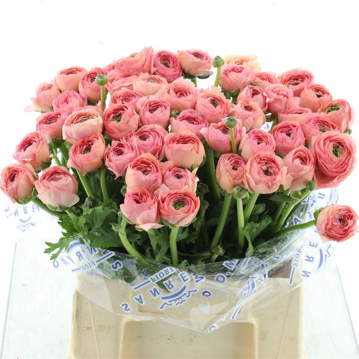 <h4>Ran Su Sr Aragosta Super</h4>