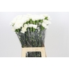 Dianthus St Yukari Cherry