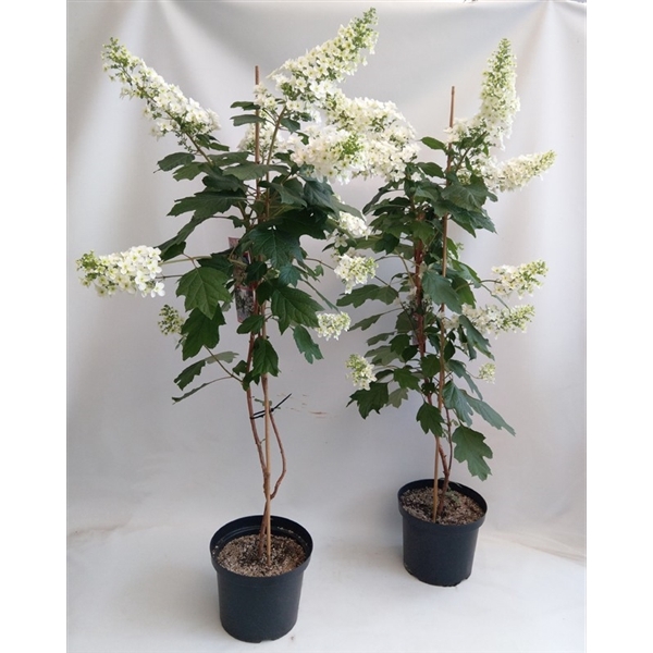 <h4>Hydrangea Hovaria Quercifolia op stam</h4>