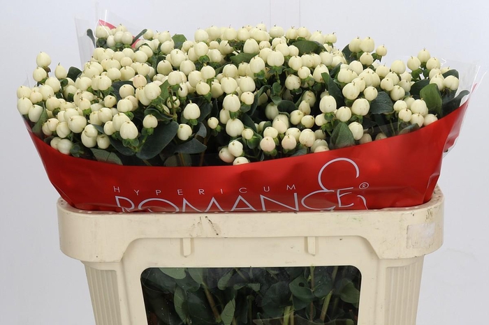 Hypericum Cool Romance Spray