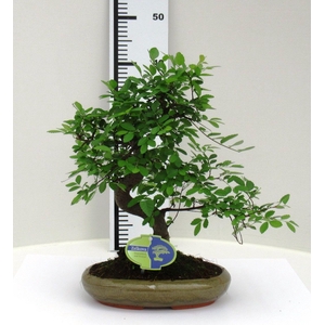 Zelkova parvifolia, 24cm., shape, without driptray
