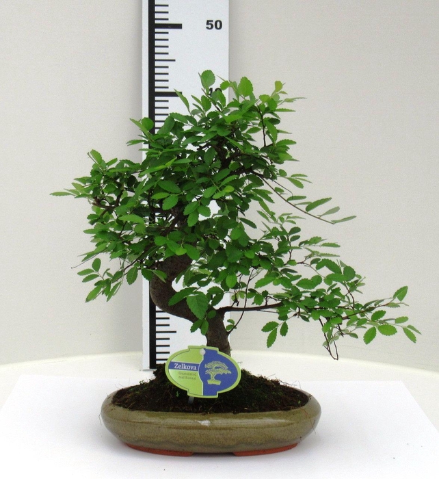 <h4>Zelkova parvifolia, 24cm., shape, without driptray</h4>