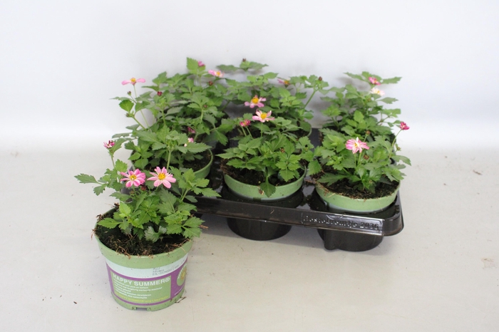 <h4>Bidens Pretty in Pink</h4>