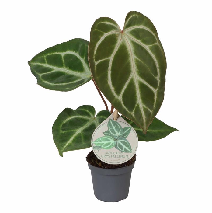 <h4>ANTHURIUM ANDRAEANUM-HYBRID  P6</h4>