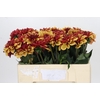 Dahlia Creme de Cognac