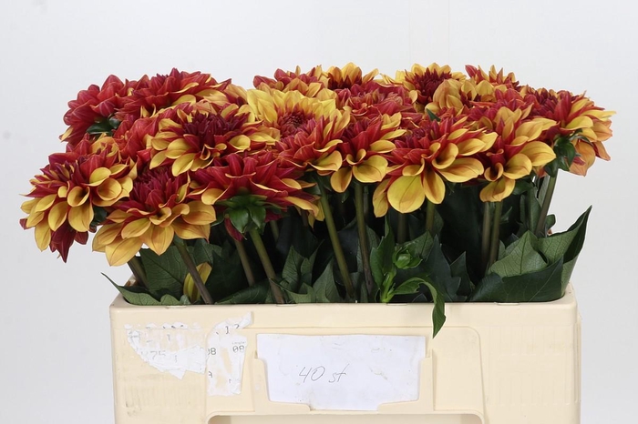 Dahlia Creme de Cognac