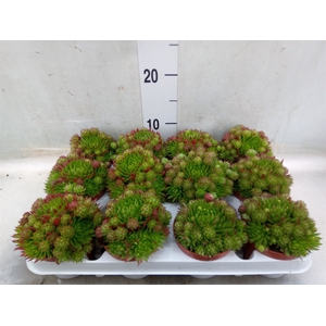 Sempervivum   ...