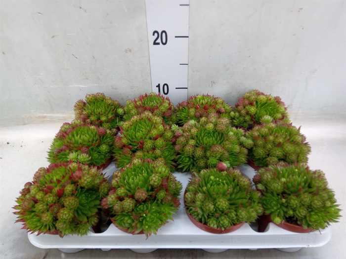 <h4>Sempervivum   ...</h4>