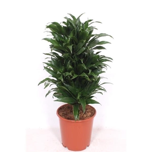 Dracaena fra Compacta Grp 'Compacta'
