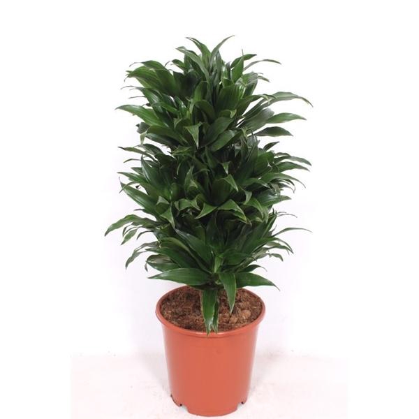 <h4>Dracaena fra Compacta Grp 'Compacta'</h4>