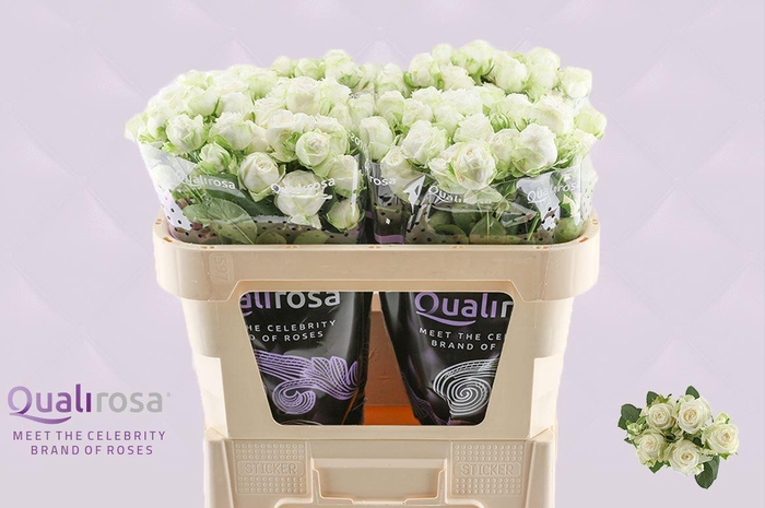 <h4>R Tr Miss Bombastic</h4>