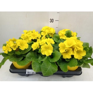 Primula elat. 'Perola Yellow'
