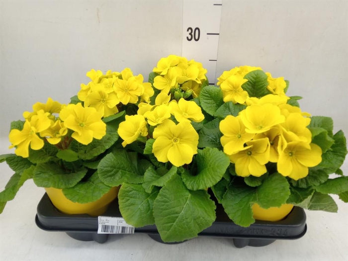 <h4>Primula elat. 'Perola Yellow'</h4>