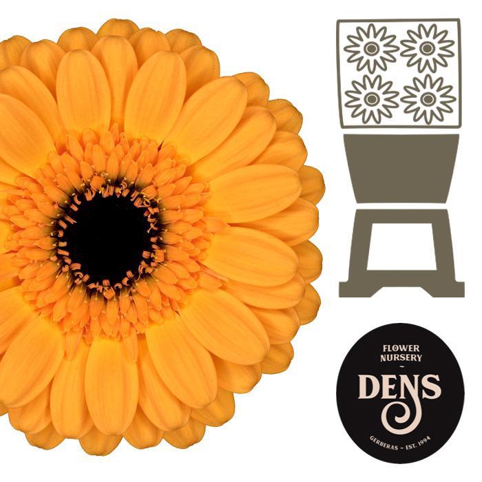 <h4>Germini Tweety Diamond</h4>