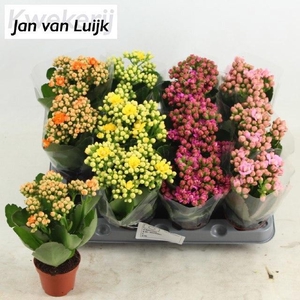 KALAN CALAN LUIJK MIX P6
