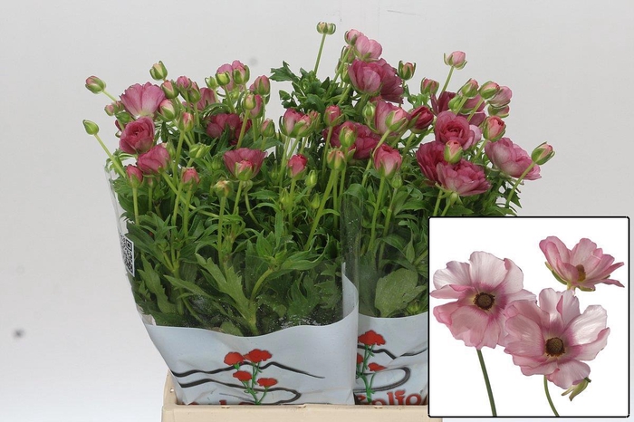 <h4>RAN BUTTERFLY LYCIA</h4>