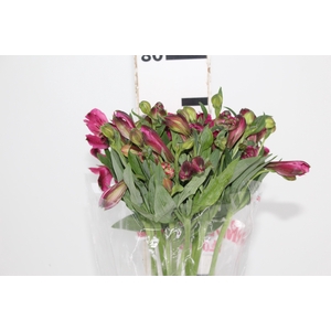 ALSTROEMERIA NAPOLI 080 CM