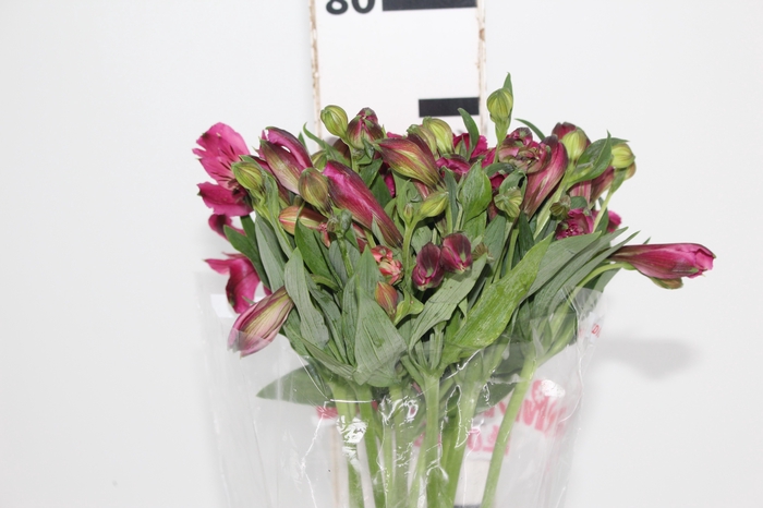 <h4>ALSTROEMERIA NAPOLI 080 CM</h4>