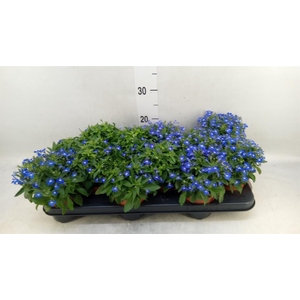 Lobelia  'Curacao Blue'