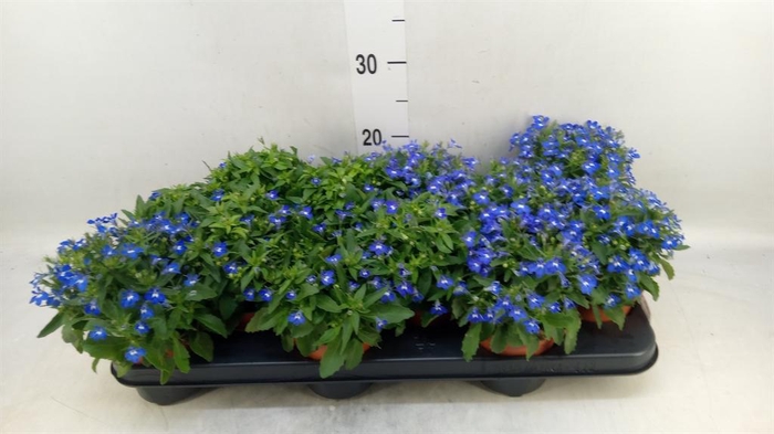 <h4>Lobelia  'Curacao Blue'</h4>