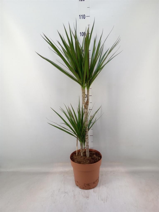 <h4>Dracaena marg.</h4>