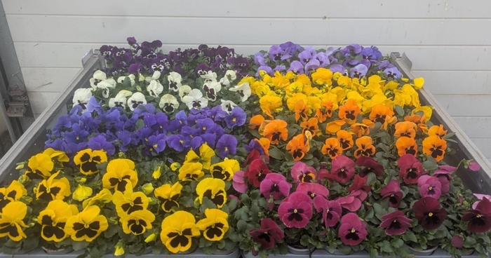 <h4>VIO WI DELTA GEM</h4>